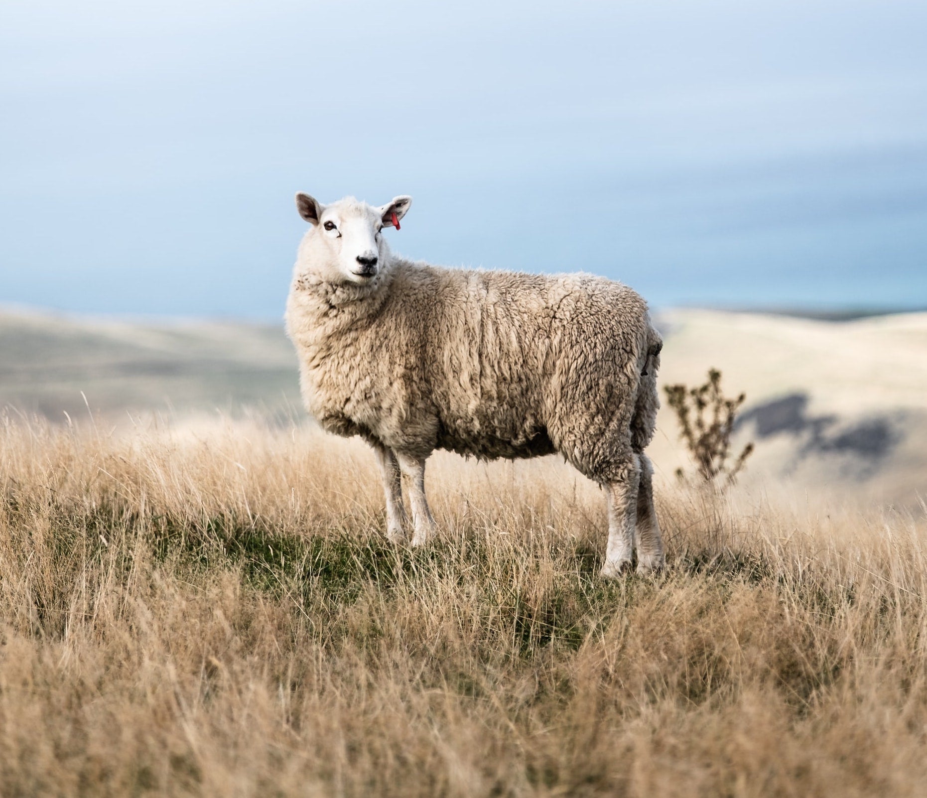 Soft and sustainable : why we love ethical wool